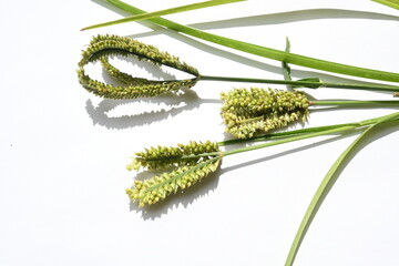 Eleusine coracana or finger millet. It is called Ragi and madua in India and Kodo in Nepal. It  is an annual herbaceous plant. Its widely grown as a cereal crop in the in Africa and Asia.