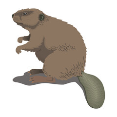 illustration of a squirrel