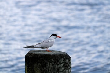 Side view of tern by the sea