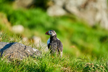 Cute and adorable Puffin, fratercula, on a cliff in Norway.