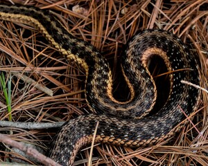 Coiled body of garter snake