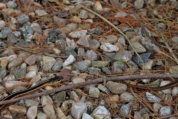 Garter snake head peeking at rocks