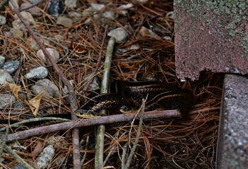 Two garter snakes resting on twig