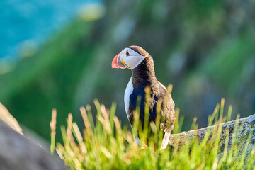 Cute and adorable Puffin, fratercula, on a cliff in Norway.