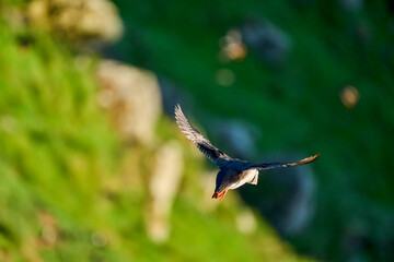 Cute and adorable Puffin, fratercula, flying over a cliff.