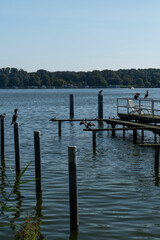 Naklejka premium Steg mit Kormoran