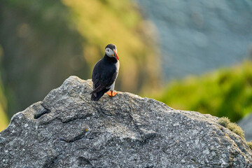 Cute and adorable Puffin, fratercula, on a cliff in Norway.
