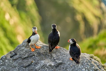 Cute and adorable Puffin, fratercula, on a cliff in Norway.