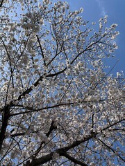 tree blossom