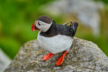 Cute and adorable Puffin, fratercula, on a cliff in Norway.