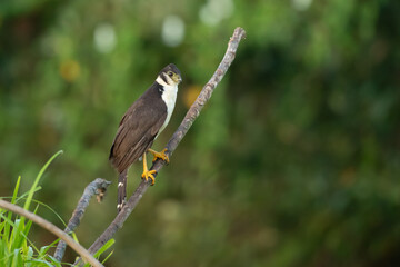 The collared forest falcon (Micrastur semitorquatus) is a species of bird of prey in the family Falconidae. It is the largest member of the Micrastur genus and a common inhabitant of tropical 