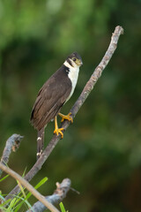 The collared forest falcon (Micrastur semitorquatus) is a species of bird of prey in the family Falconidae. It is the largest member of the Micrastur genus and a common inhabitant of tropical 