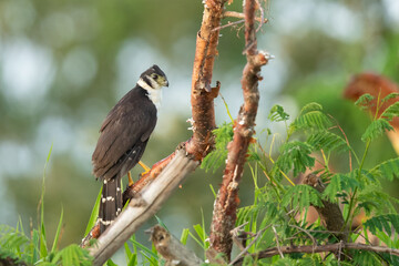 The collared forest falcon (Micrastur semitorquatus) is a species of bird of prey in the family Falconidae. It is the largest member of the Micrastur genus and a common inhabitant of tropical 