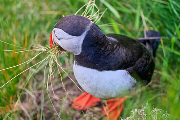 Cute and adorable Puffin, fratercula, on a cliff in Norway.