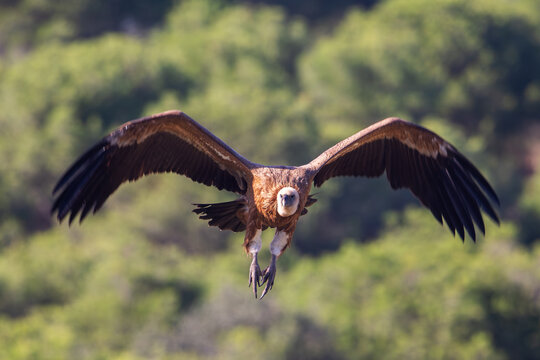  Eurasian griffon vulture (Gyps fulvus) closeup