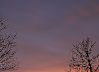 Fototapeta premium Beautiful winter sunset silhouette of trees