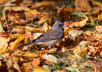 A Dark-eyed Junco (Pink sided) foraging for seeds among fallen leaves in the Fall Season in Colorado.