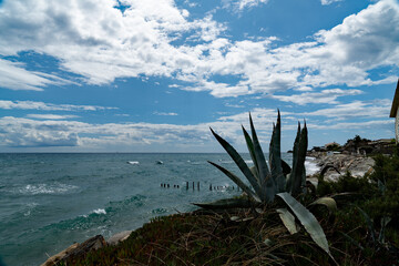 Fototapeta premium Agave am Strand