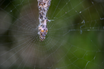 Close up shot of spider legs on blurry web