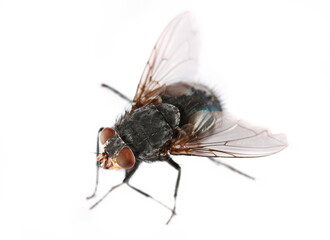 Blue fly insect isolated on white, side view