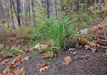 Green grass plant on mulch bed overlooking forest