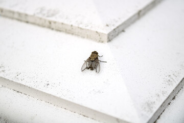 Focus on wings of fly on white fencepost