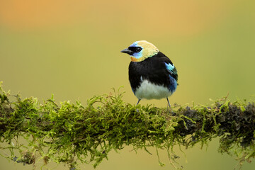 Obraz premium The golden-hooded tanager (Stilpnia larvata) is a medium-sized passerine bird. This tanager is a resident breeder from southern Mexico south to western Ecuador
