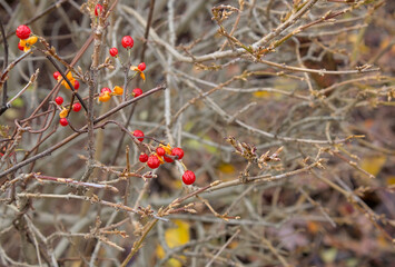 Red and orange berries on bare branches in autumn
