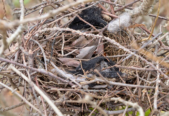Old bird's nest in dry bush with fabric material