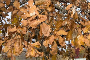 Tree with brown leaves in fall