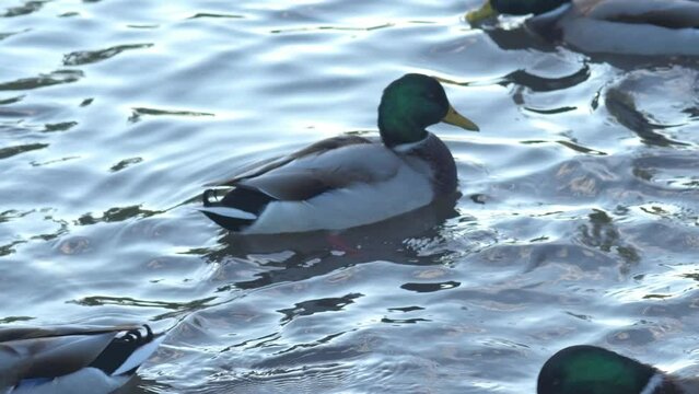 wild   mallard ducks ( anas platyrhynchos) swimming in the pond at autumn day. close up. wild life