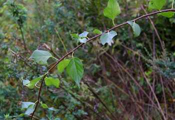 Selective focus of leafy vine in woods