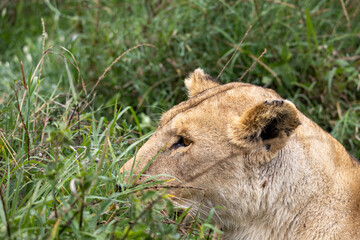 Lion Portrait in the African Savanna, Tanzania