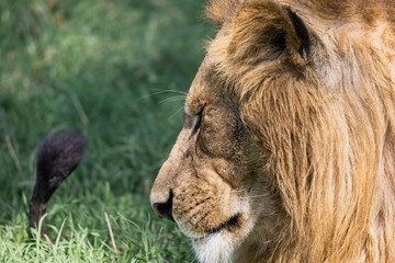 Lion Portrait in the African Savanna, Tanzania