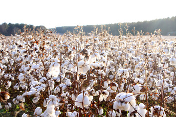 Cotton field in south Georgia. 