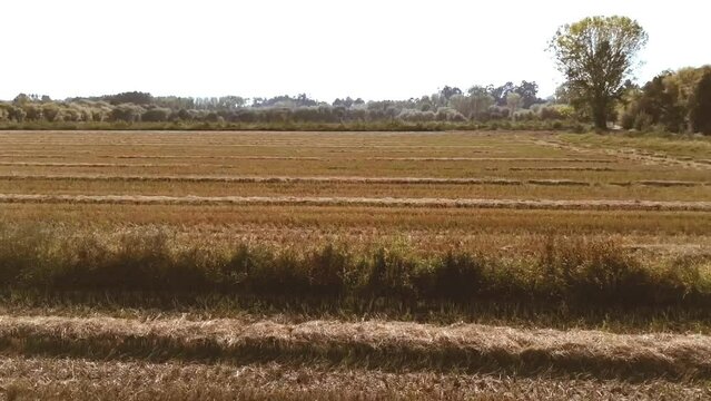 Cores de Outono. Campos de cereais na &eacute;poca das colheitas. Campo de arroz. 
