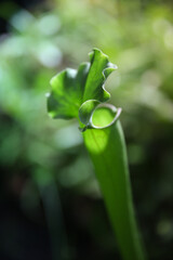 Exotic flower. Carnivorous pitcher plants. Macro of a sarracenia, also called a trumpet pitcher, on a blurred background