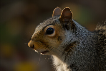 Obraz premium A close up of a squirrel's face on a blurry background