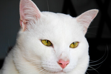 Image of a white cat with a dark background.