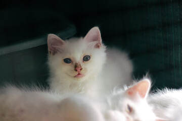 Cat in a cage