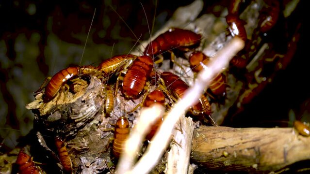 A nest of Madagascar hissing cockroaches on a tree trunk. Gromphadorhina portentosa.  The world's largest cockroach.