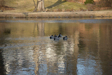 country goose in the lake