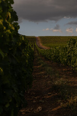 Vineyard located in Samakhi district