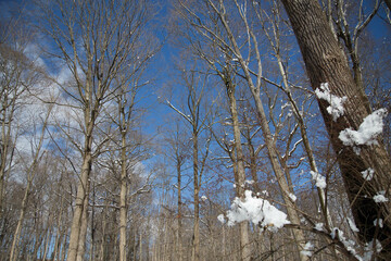 tree in winter
