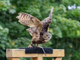 Great horned owl taking off