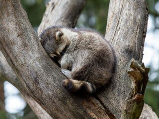 Sleeping racoon in a tree