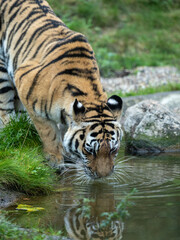 Siberian Tiger drinking from a pond