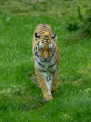 Siberian tiger walking towards the camera