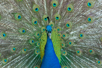 headshot of beautiful blue peacock