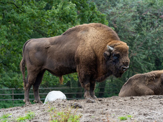 Two european bisons with trees in the background